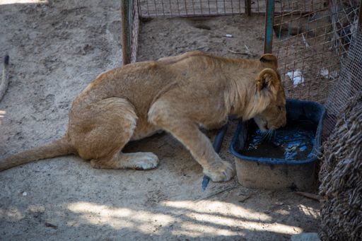 Eine Löwin im Rafah Zoo - vom Stolz dieser Tiere
bleibt nicht mehr viel übrig