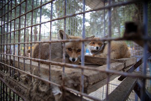Vorschau Bild von Die Füchse im Rafah Zoo hausen auch in erbärmlichen
Gehegen