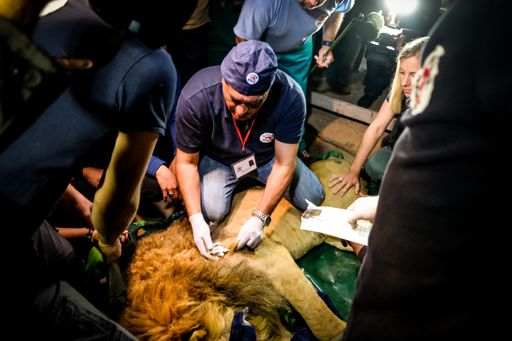 Vorschau Bild von Der Löwe wird von VIER PFOTEN Tierarzt Amir Khalil
noch untersucht vor der Reise