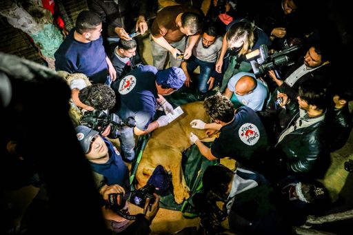 Vorschau Bild von Medienandrang beim VIER PFOTEN Vetcheck