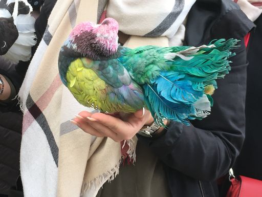 Vorschau Bild von VIER PFOTEN warnt: Bitte kein Geld für solche
Tierquälereien ausgeben