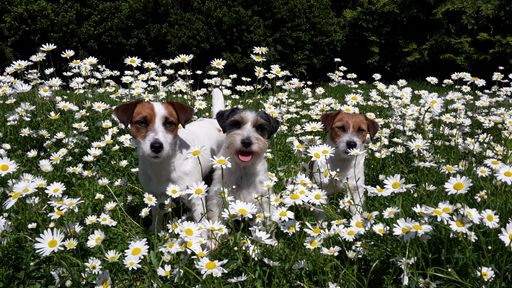  Jack Russell Terrier & viele andere Rassen erwarten
Sie im Wochenende in Wieselburg