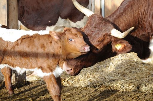  Bei der langen Nacht der Demeter-Höfe können Tiere im Stall & auf
der Weide erlebt werden