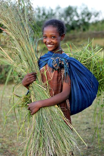 Wo Bäume stehen, ist das Land fruchtbarer. Das
Mädchen Musika kann dem Vieh ihrer Familie dank des nahen
Aufforstungsgebiets saftiges Gras füttern.