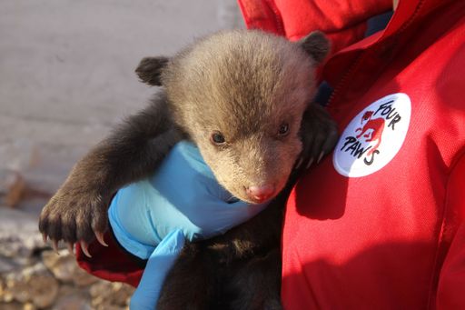 Vorschau Bild von Bärenbaby oder Teddybär?