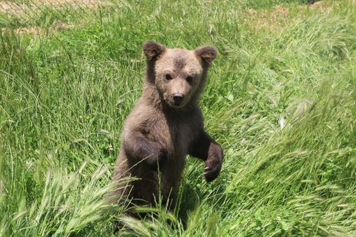 Vorschau Bild von Der kleine Bär nach seiner Freilassung im VIER
PFOTEN Bärenpark in Prishtina