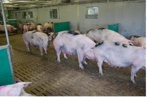 Ausrede von FPÖ und Jungbauernschaft widerlegt:
Schweine wollen Stroh statt Vollspalten