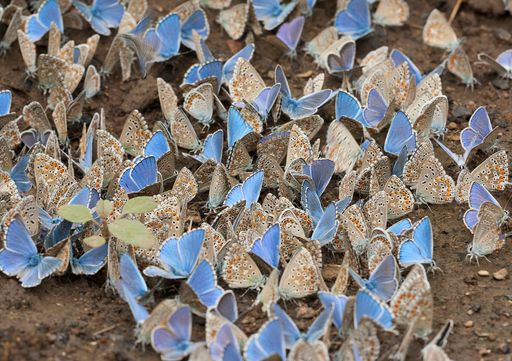Viele Arten Lycaenidae: Die Vision 2030 - wieder viele
Schmetterlinge als Symbol für ein gesundes Ökosystem und
Artenvielfalt