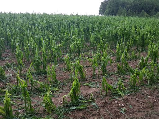 Vorschau Bild von durch Hagel zerstörter Mais in Steinerkirchen