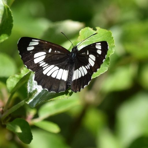 Vorschau Bild von Highlight im Garten, der Schwarze Trauerfalter