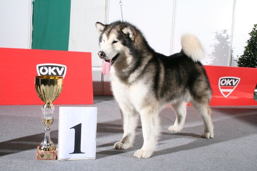  So sehen Sieger aus- besuchen Sie die
Internationale Rassehundeausstellung in Oberwart