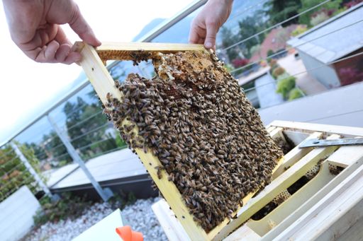 Bienenstöcke im Hotel Ansitz Plantitscherhof