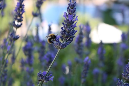 Vorschau Bild von Bienen im Hotel Ansitz Plantitscherhof