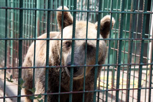 Vorschau Bild von Bär Bruno in seinem früheren Käfig, aus dem er nun
gerettet wurde