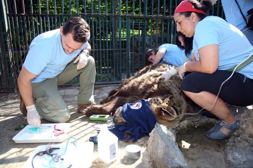 Vorschau Bild von Bärin Suzana beim VIER PFOTEN Vetcheck