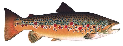 Vorschau Bild von Die Bachforellenlederhose – eine Innovation von
Gössl