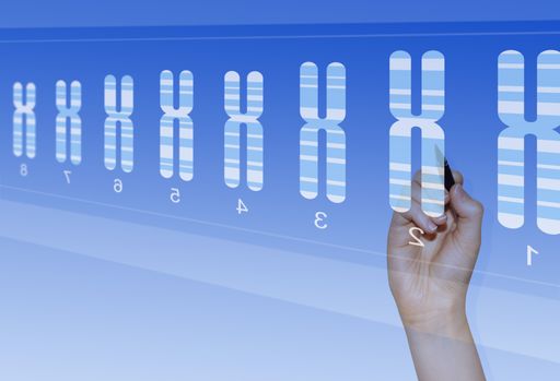  Schematische Darstellung von Chromosomen des Menschen in der
Metaphase der Mitose