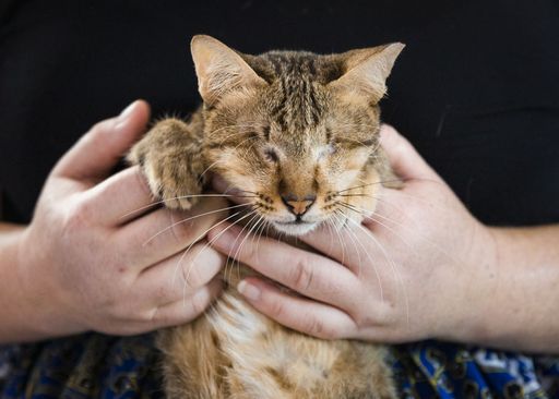 Die von VIER PFOTEN gerettete Katze Mina ist
liebevoll und pflegeleicht