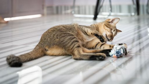Vorschau Bild von Ein Vorbild an Lebensmut: Die blinde Katze Mina