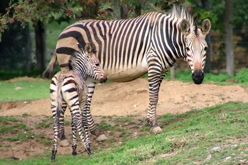  Die kleine Zebrastute Zora mit Mama Zebra