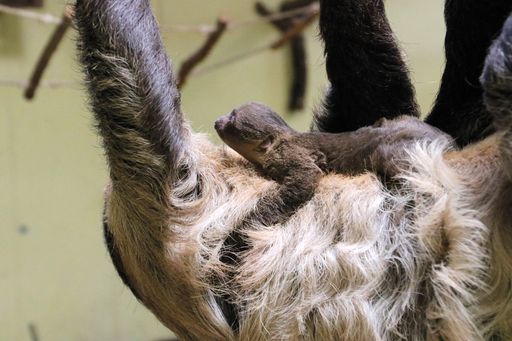 Vorschau Bild von Faultier Baby Sid mit Mama Speedy