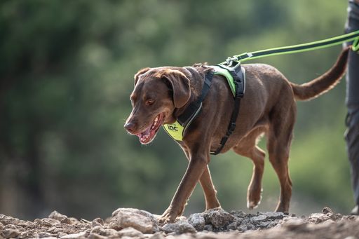 IDC® Longwalk Hundegeschirr von Julius-K9®