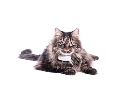 IFA Berlin 2019: Per GPS-Tracking den Samtpfoten auf der Spur mit
dem Tractive IKATI / Live GPS-Tracking mit dem Tractive IKATI:
sendet alle 2-3 Sekunden Standortaktualisierungen über den
Aufenthaltsort Ihrer Katze / Weiterer Text über ots und
www.presseportal.de/nr/119565 / Die Verwendung dieses Bildes ist für
redaktionelle Zwecke honorarfrei. Veröffentlichung bitte unter
Quellenangabe: "obs/Tractive"
