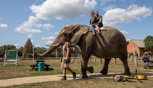 Elefantenreiten mitten in Europa - eine Ausbeutung
der Tiere