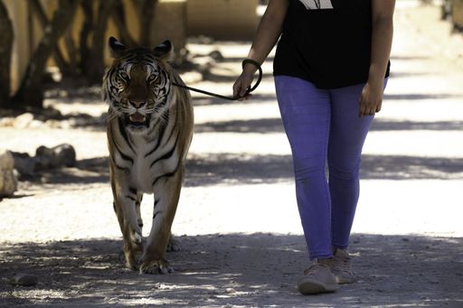 Vorschau Bild von Gassi gehen mit dem Tiger - und das mitten in
Europa