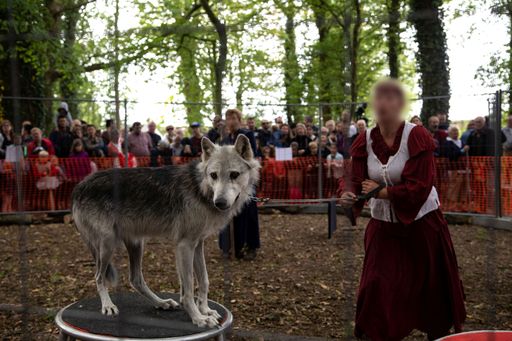 Vorschau Bild von Ein Wolf bei einem Mittelalterfest in Frankreich