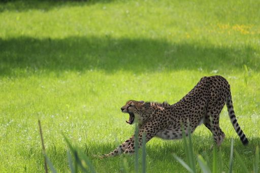 Auf geht's mit Gebrüll - tierisches Abenteuer im "oststeirischen"
Afrika erleben!