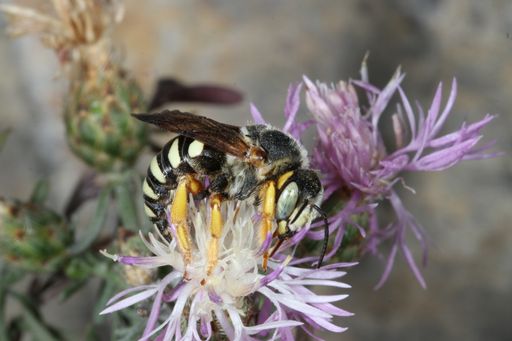 Die Steppen-Harzbiene (Icteranthidium laterale)
wurde im Jahr 2018 im Zuge des Projekts "In den Sandbergen" das
zweite Mal für Österreich nachgewiesen.