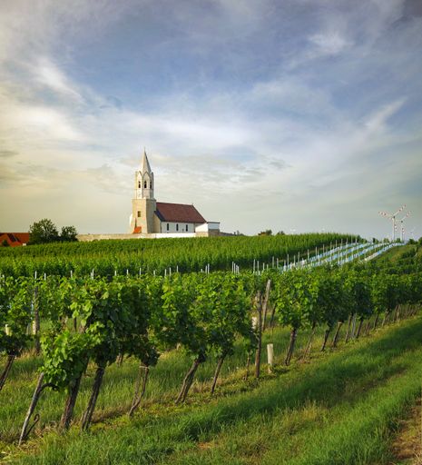 Weingarten in Höflein