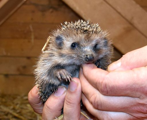  Gerettetes Igelbaby am ANIMAL SPIRIT-Gnadenhof
Hendlberg, Laaben, NÖ