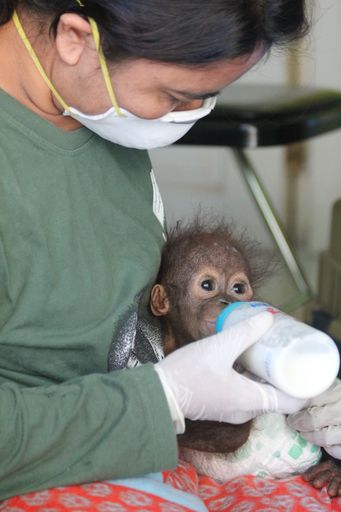 Das Orang-Utan Junge Gerhana wird in der VIER
PFOTEN WALDSCHULE liebevoll gepflegt