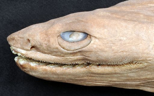  Krausenhai (Chlamydoselachus anguineus )