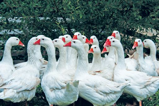 Vorschau Bild von Stübing - Die Gans gilt als ein Symbol für Martini.
Mehr darüber erfährt man beim Martinloben im Österreichischen
Freilichtmuseum Stübing.