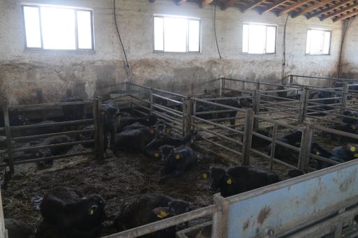  Die Zustände auf einer Büffelfarm in Kampanien.
Nach Edelprodukt sieht das nicht aus.