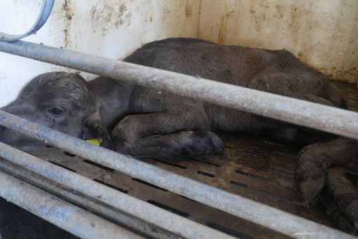 Vorschau Bild von Apathisches Büffelkalb auf einem Vollspaltenboden