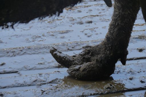 Vorschau Bild von Vernachlässigte Tiere mit verwachsenen Klauen auf
dreckigen Böden - nach wie vor sind die Missstände in Italiens
Büffelmozzarellaproduktion eklatant