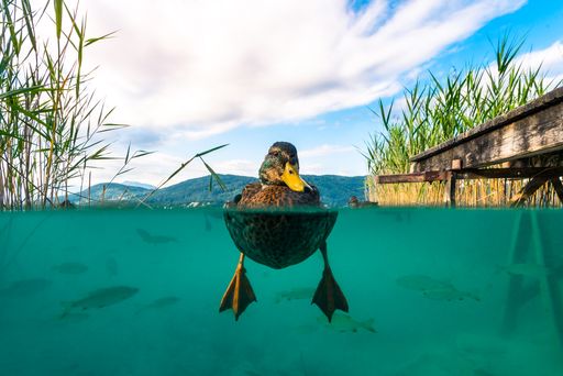  Österreich-Sieger des PR-Bild Award 2019 und
Zweitplatzierter in der Kategorie „Social-Media-Foto“: „Wasser in
Bewegung“ Credit: Kärnten Werbung Marketing und
Innovationsmanagement / Michael Stabentheiner