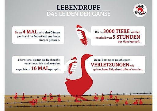 Vorschau Bild von Lebendrupf: Das Leiden der Gänse