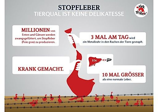 Vorschau Bild von Stopfleber: Tierqual ist keine Delikatesse