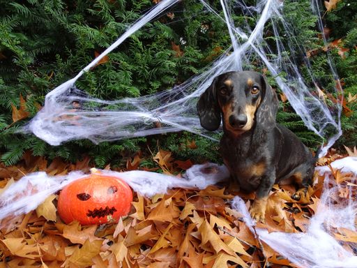 So gemütlich wie auf dem Foto ist es für Heimtiere
zu Halloween nicht immer.