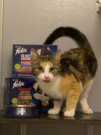 Vorschau Bild von Den Katzen im TierQuarTier Wien schmeckte das
gespendete Futter hervorragend