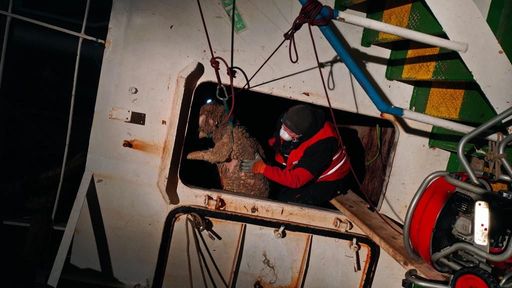  Dramatische Rettungsaktion: Ein Schaf wird aus
einer Schiffsluke gezogen.