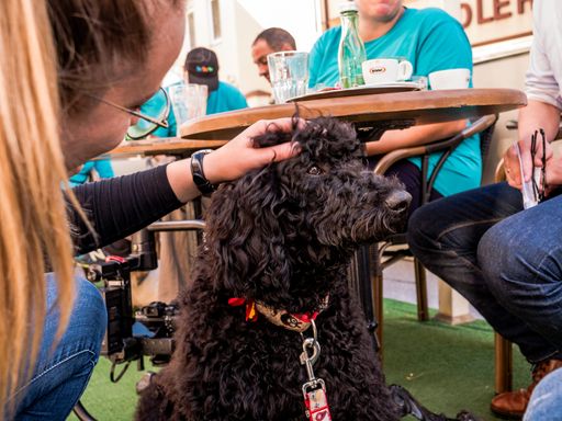 Vorschau Bild von Signalhund-Azubi "Milo" bezaubert beim
Stadttraining