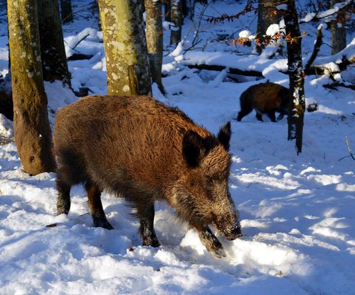  Schwarzwild wird meldepflichtig! ASP: schärfere Maßnahmen
