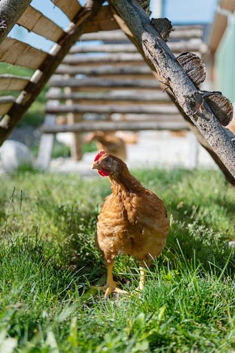Vorschau Bild von Beim Bio-Hühnerbauern im Lavanttal in Kärten