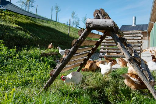 Vorschau Bild von Beim Bio-Hühnerbauern im Lavanttal in Kärnten